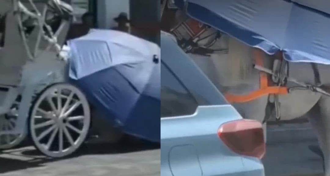 Video: Se desploma caballo en centro de Mérida, Yucatán debido a las altas temperaturas