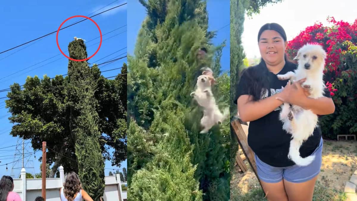 Video: Rescatan a perrito que se subió a la copa de un árbol en Estados Unidos
