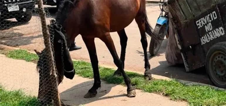 Video: Rescatan a yegua y potrilla víctimas de maltrato en Ixtapaluca, Edomex