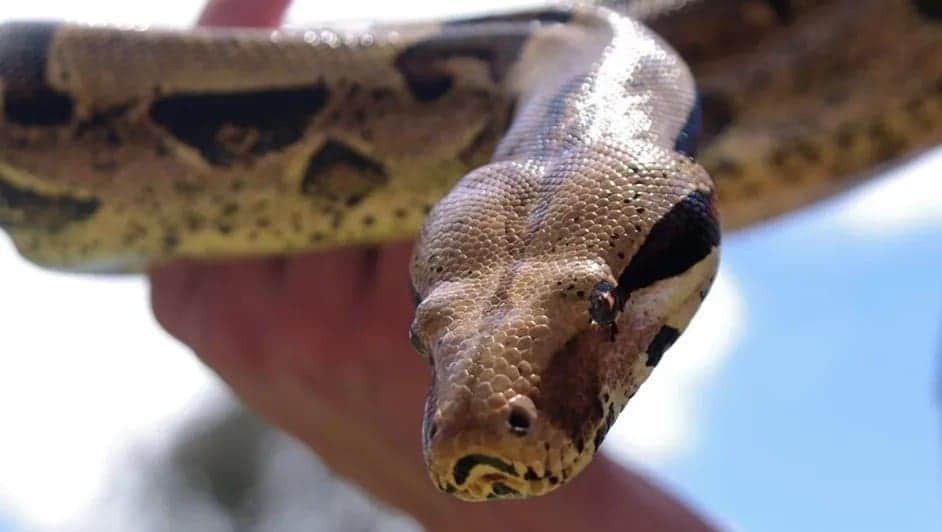 Video: Mujer encuentra boa de dos metros en camioneta recién comprada en Ixtapaluca, Edomex
