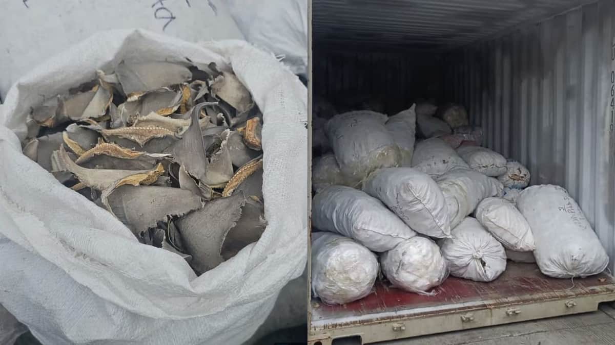 Autoridades confiscan más de dos toneladas de aletas de tiburón en Ensenada, Baja California