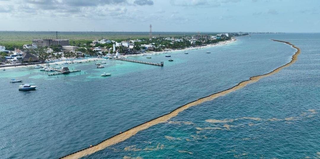 Realizan investigación de alto nivel en Quintana Roo para la atención del sargazo