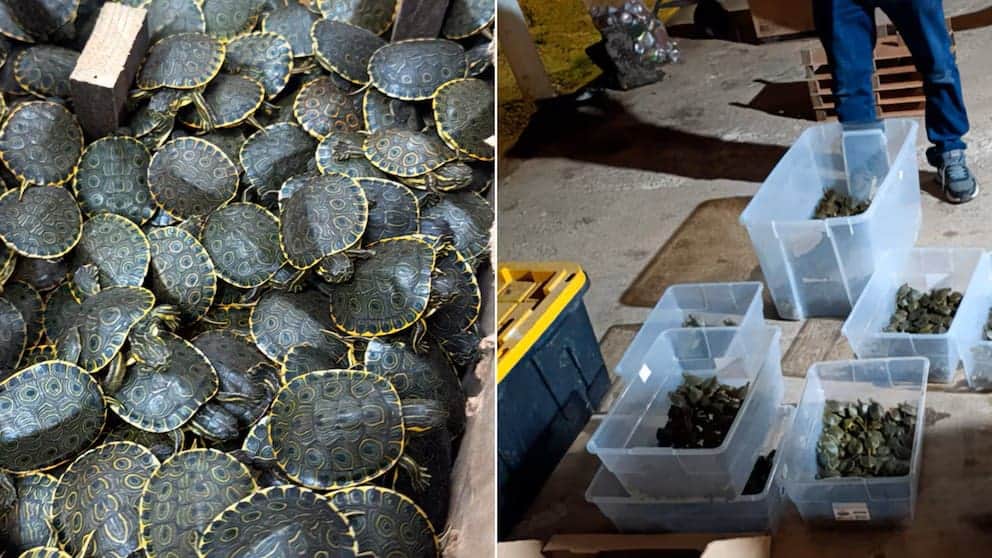 Rescatan cargamento de más de 3 mil crías de tortugas para tráfico ilegal en Chiapas