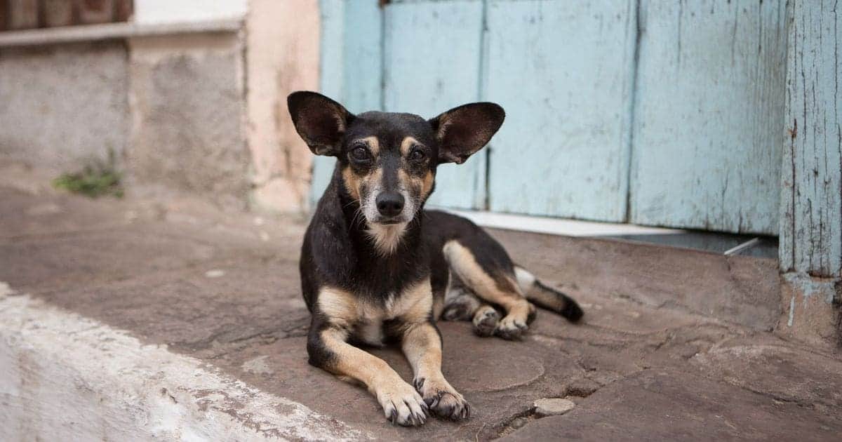 Video: Sujetos obligan a un perrito a tomar alcohol en Tepatitlán, Jalisco