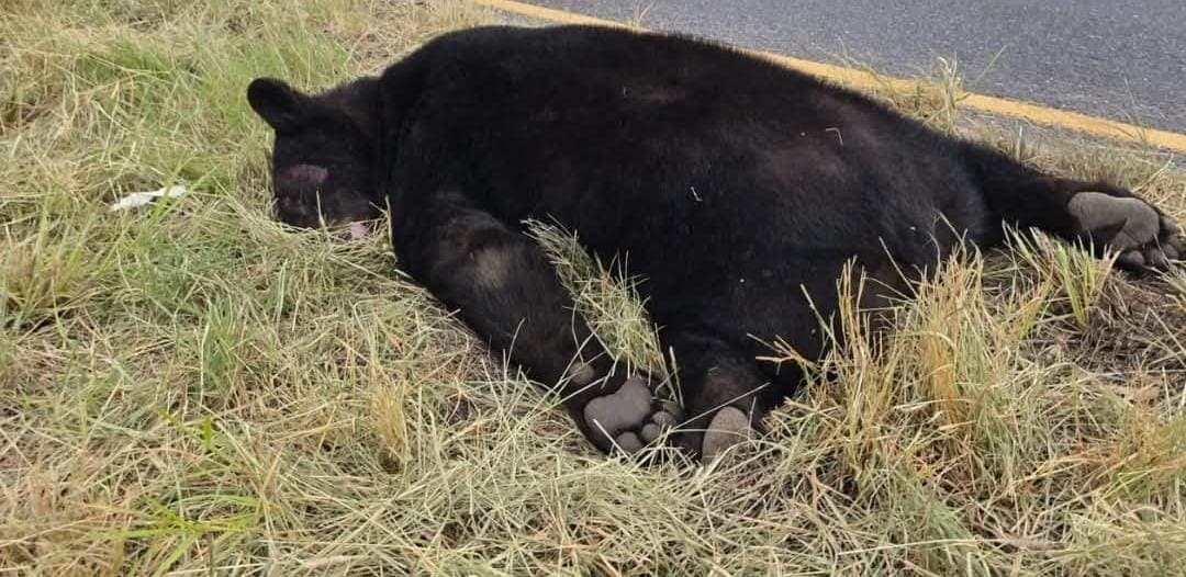 Video: Muere oso tras ser atropellado en Montemorelos, Nuevo León