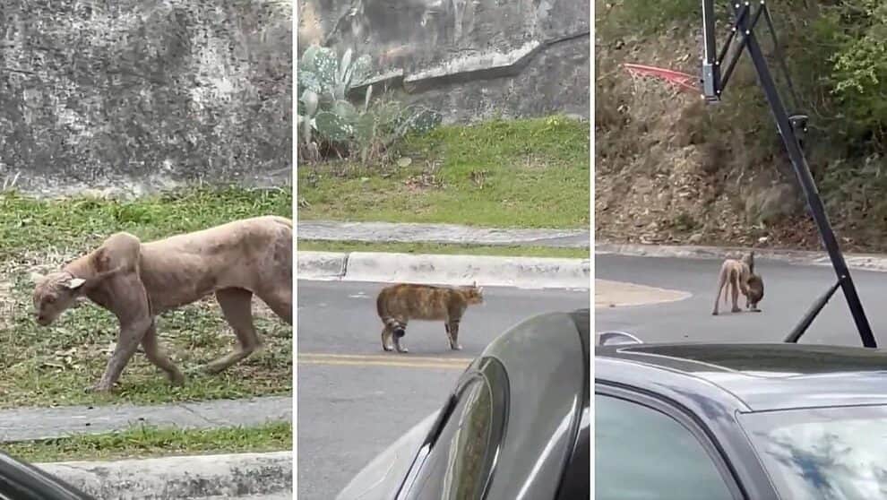 Video: Puma caza a un gato en plena zona residencial de Monterrey, Nuevo León