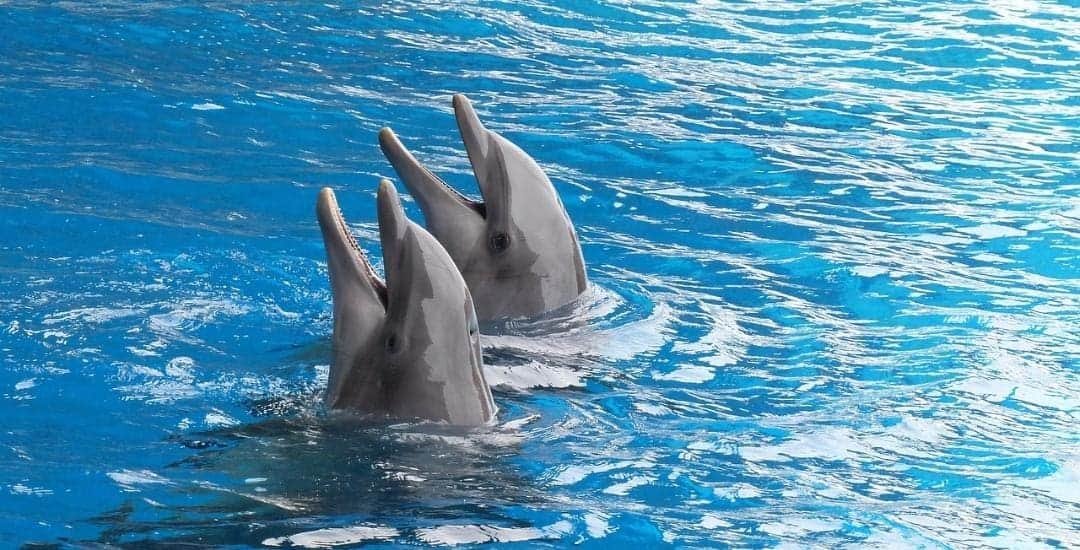 Senado avala reforma que prohíbe uso de animales marinos en espectáculos como los de delfinarios