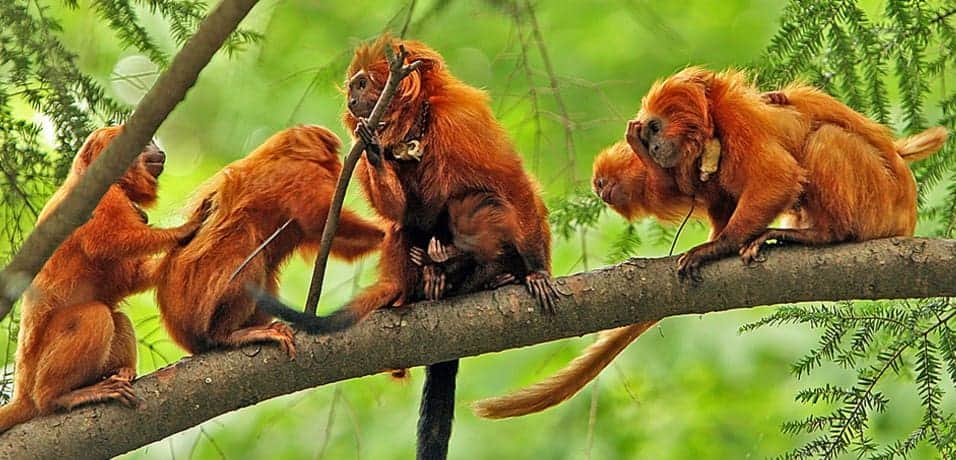 Cae banda que traficaba animales exóticos desde la Amazonía en Perú