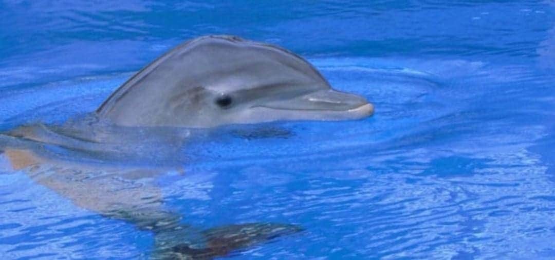 Diputados aprueban reforma que prohíbe uso de animales marinos en espectáculos de delfinarios