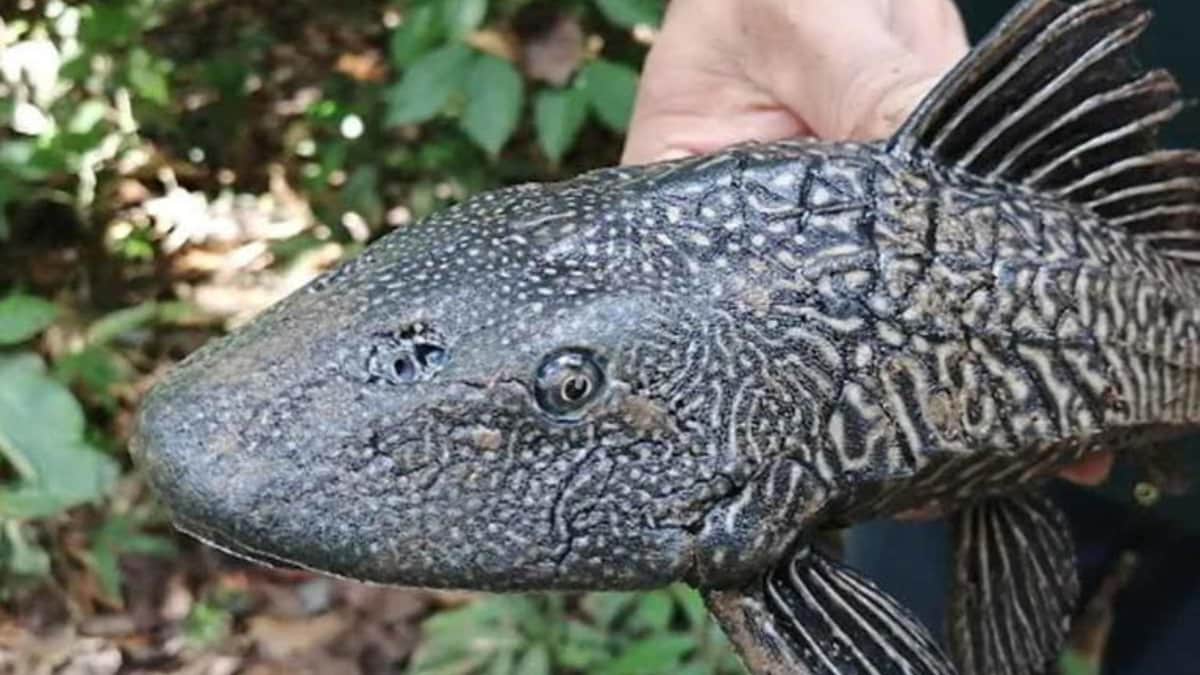 Alertan de la presencia del pez diablo en la Laguna de Bacalar; especie invasora más peligrosa de México