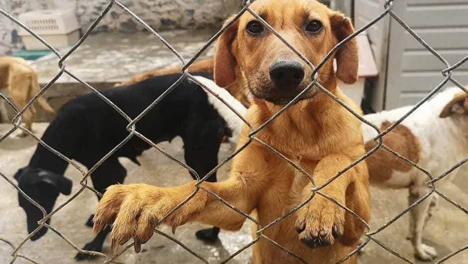 Denuncian envenenamiento de al menos 45 perros en San Luis Potosí