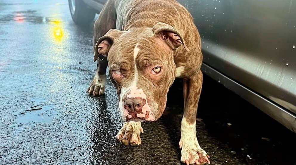 Muere una bebé de un año tras el ataque de un pitbull en Ohio, Estados Unidos