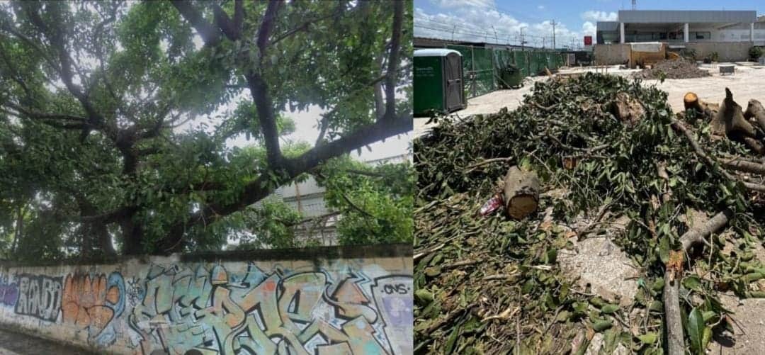 Denuncian tala de árbol en Playa del Carmen; fue decisión de particulares, no del Ayuntamiento