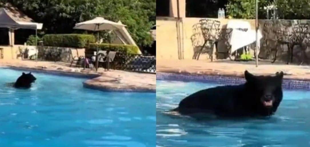 Video: Oso se da un chapuzón en la alberca de un hotel de Nuevo León