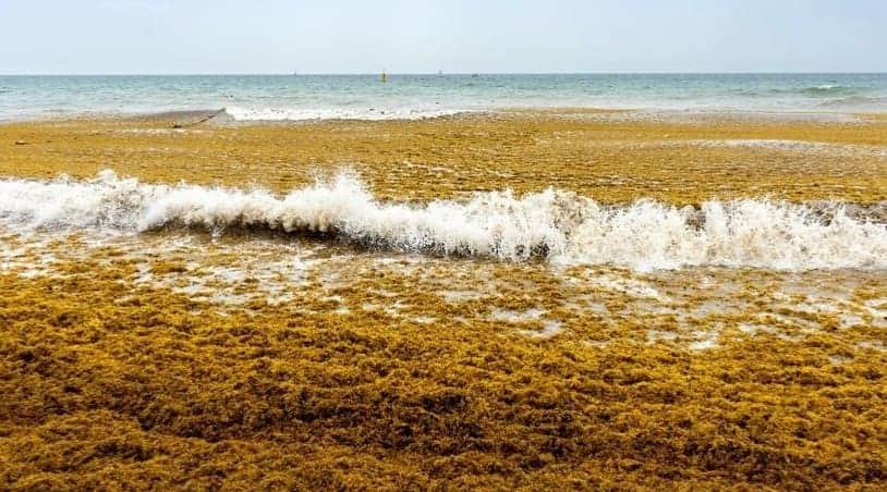 Sargazo rompe récords históricos en sur de Quintana Roo; Mahahual y Xcalak las playas más afectadas