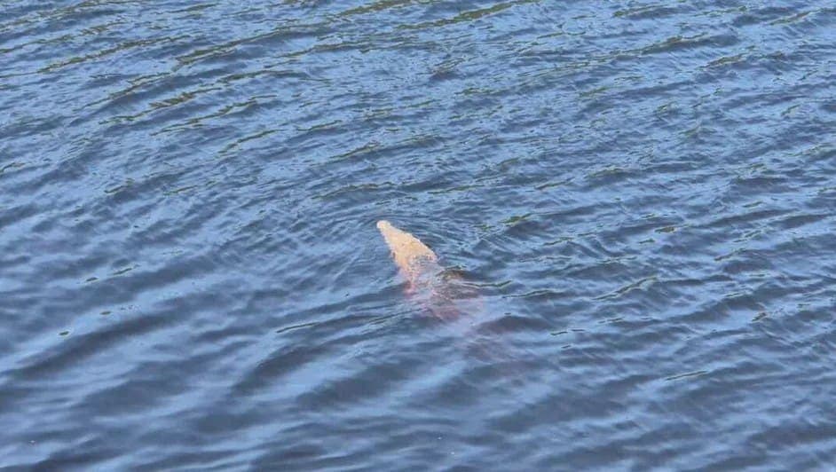 Niño de nueve años cae de un puente y es devorado por cocodrilos en Lázaro Cárdenas, Michoacán