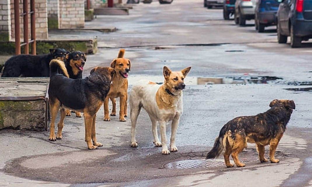 Video: Rescatan a 11 perritos víctimas de maltrato en Edomex
