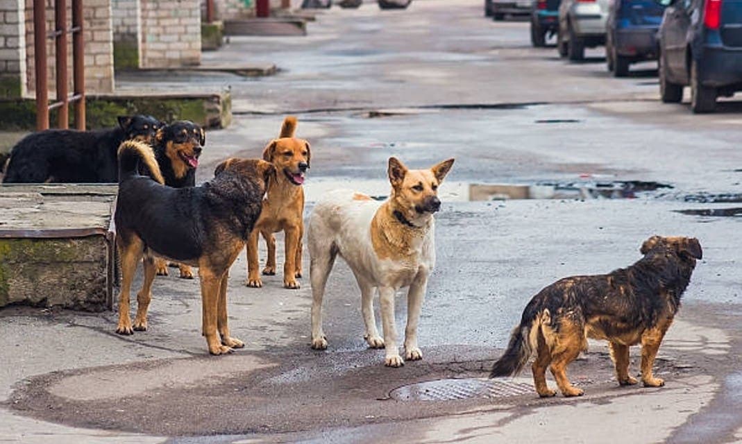 Video: Rescatan a 11 perritos víctimas de maltrato en Edomex