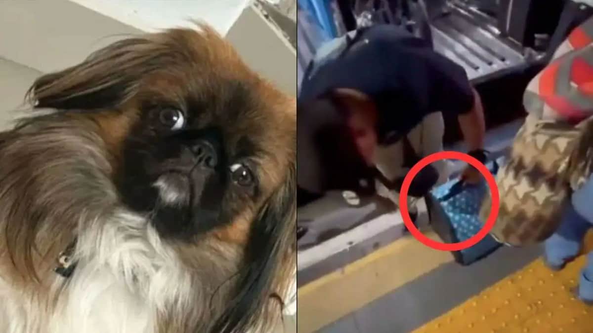 Video: Perrito muere al viajar en el maletero de un autobús en Colombia