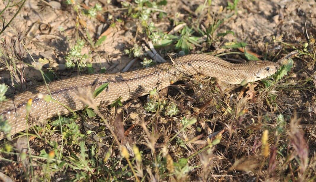 Niña de ocho años es hospitalizada tras ser mordida por una serpiente en Parras, Coahuila