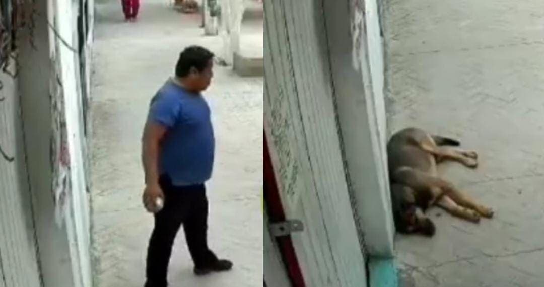Video: Sujeto le arroja una piedra a un perrito que dormía en Santiago Miahuatlán, Puebla