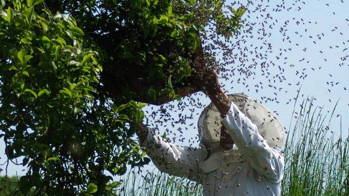 Hombre es atacado por enjambre de abejas en Coahuila