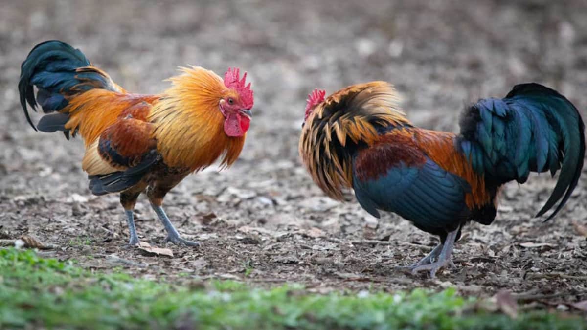 Gallo de pelea mata a un hombre tras apuñalarlo con su cuchilla en Indonesia