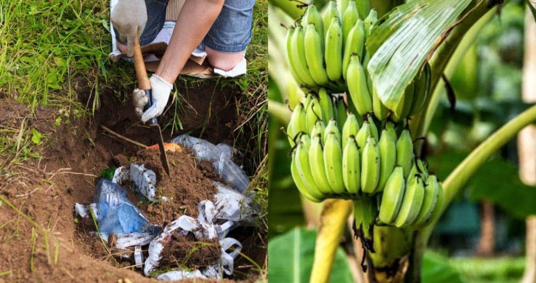 Hombre mata a su esposa y suegra mientras dormían y sembró árboles sobre la fosa en India