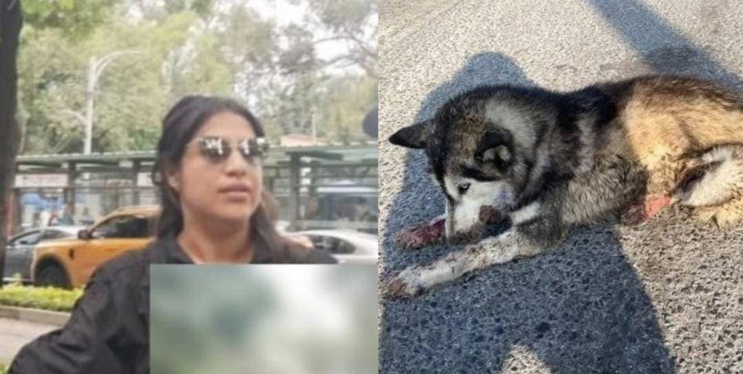 Video: Mujer atropella a perrito husky en Reforma en la Cdmx; se echó de reversa para rematarlo