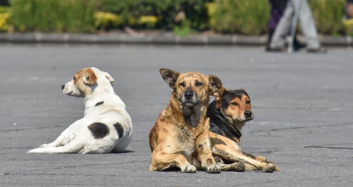 Muere perrito víctima de maltrato en Edomex, hay dos más lesionados