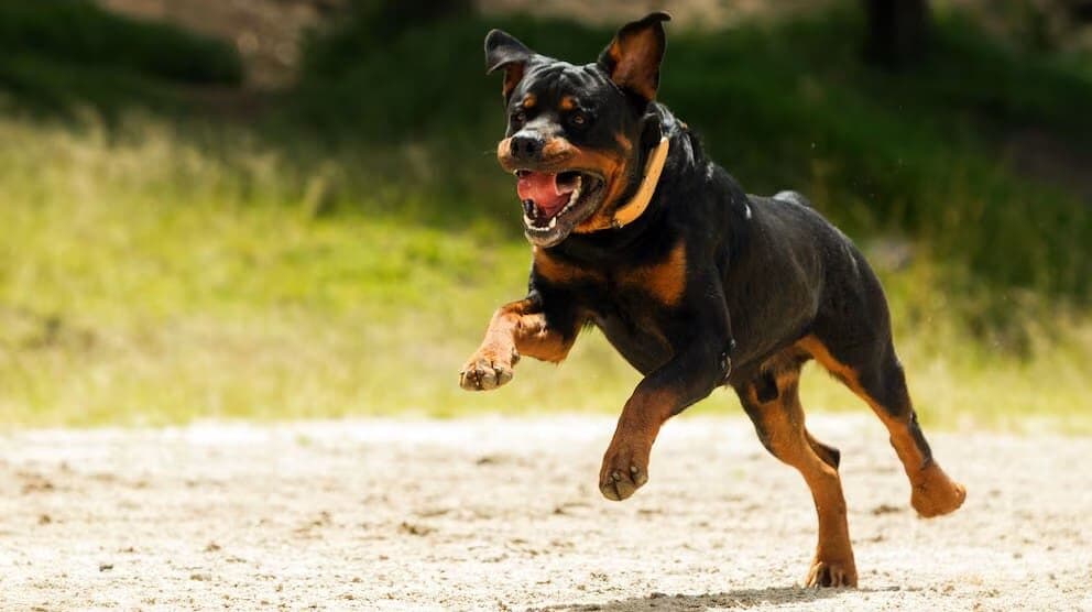 Perro rottweiler mata a mordidas a un niño de nueve años en Francia