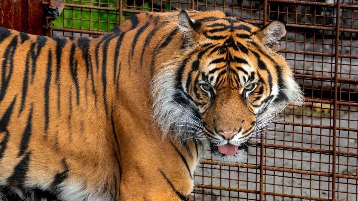 Pide zoológico donar mascotas vivas para alimentar a sus depredadores en Dinamarca