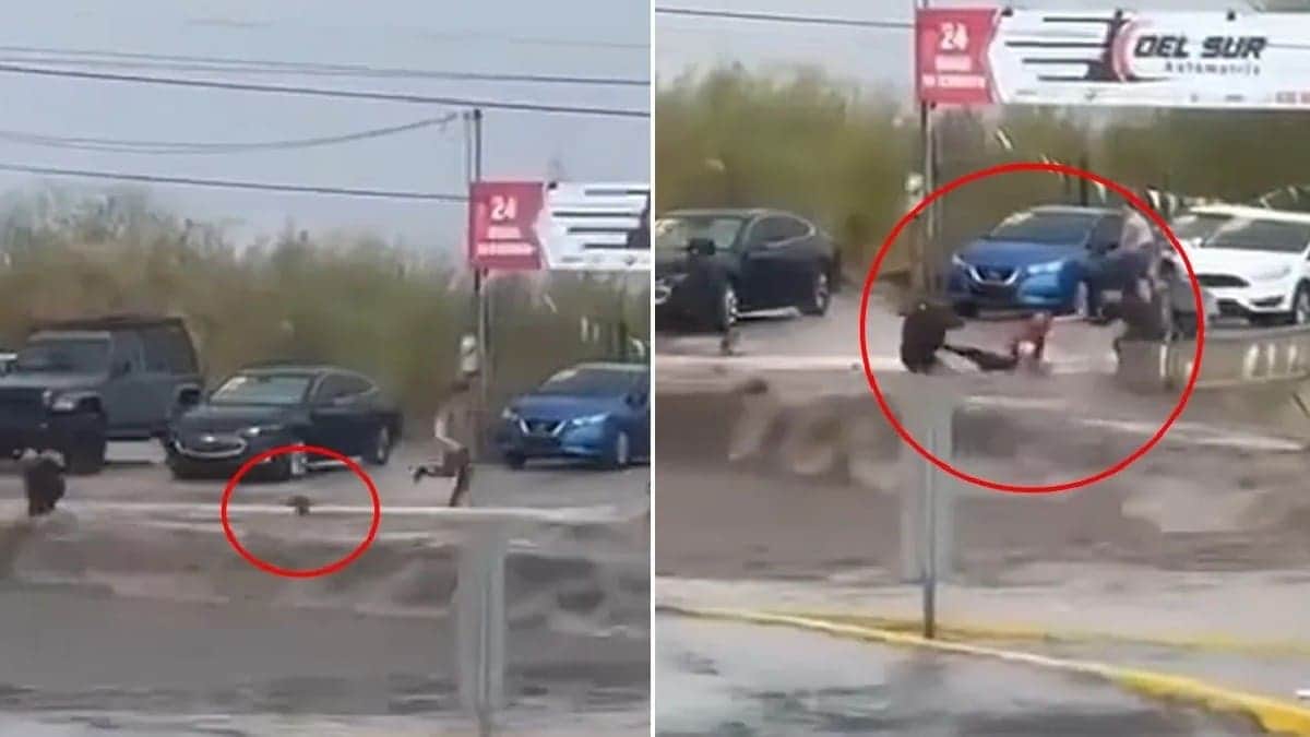 Video: Rescatan a niño arrastrado por fuerte corriente en La Paz, Baja California Sur