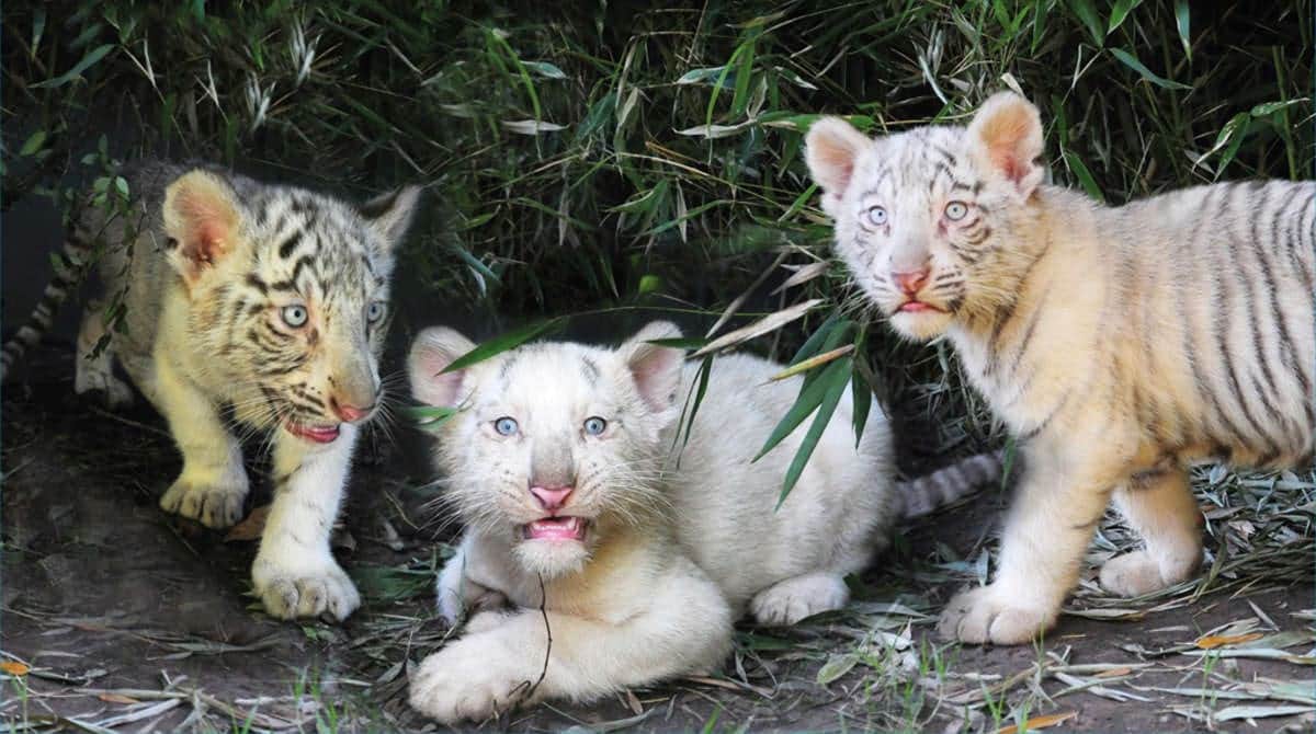 Sacrifican a tigres recién nacidos que fueron abandonados en Alemania