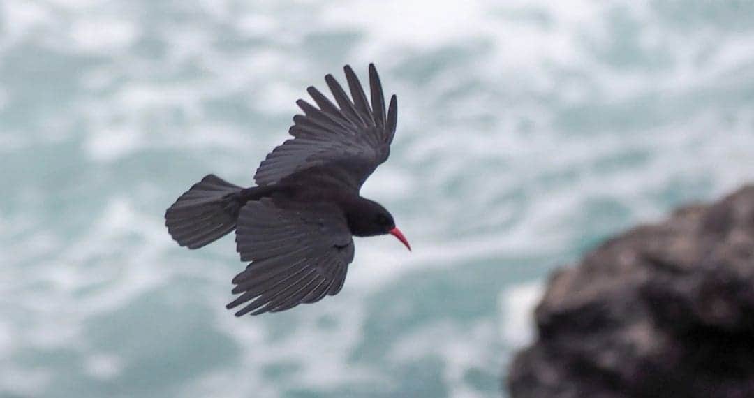 Histórica ave que se creía extinta vuelve a sobrevolar el sureste de Inglaterra