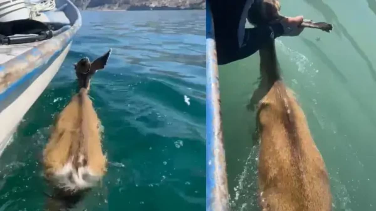 Video: Rescatan a venado que nadaba en el Mar de Cortés en Baja California