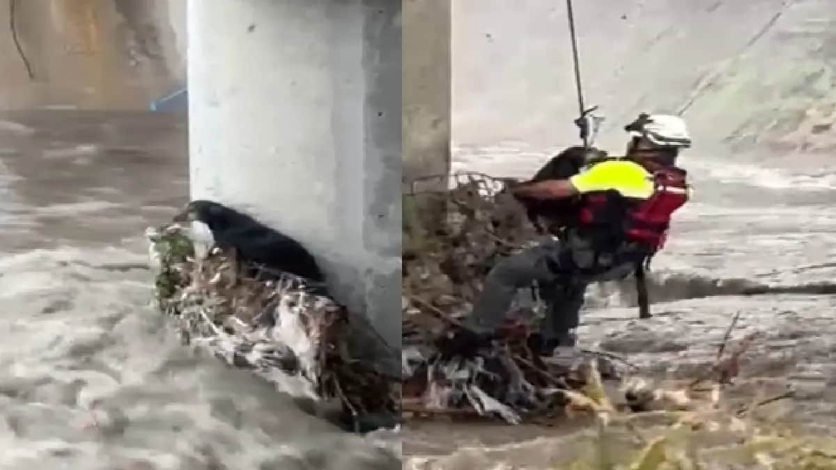 Video: Rescatan a perrito atrapado en un arroyo en Nuevo León