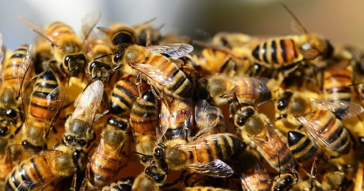 Muere adulto mayor tras sufrir un ataque de abejas en Morelos
