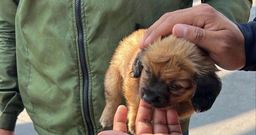 Rescatan a perrito que era vendido ilegalmente en calles de Tijuana, Baja California