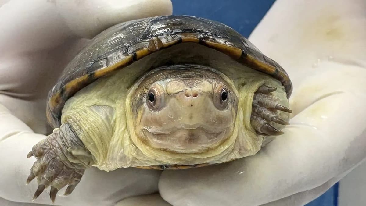 Nace ejemplar de la tortuga más pequeña del mundo en zoológico de Guadalajara, Jalisco