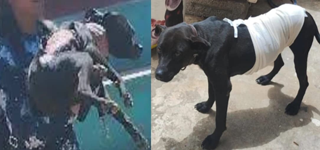 Perrita es atacada con agua hirviendo en Puebla