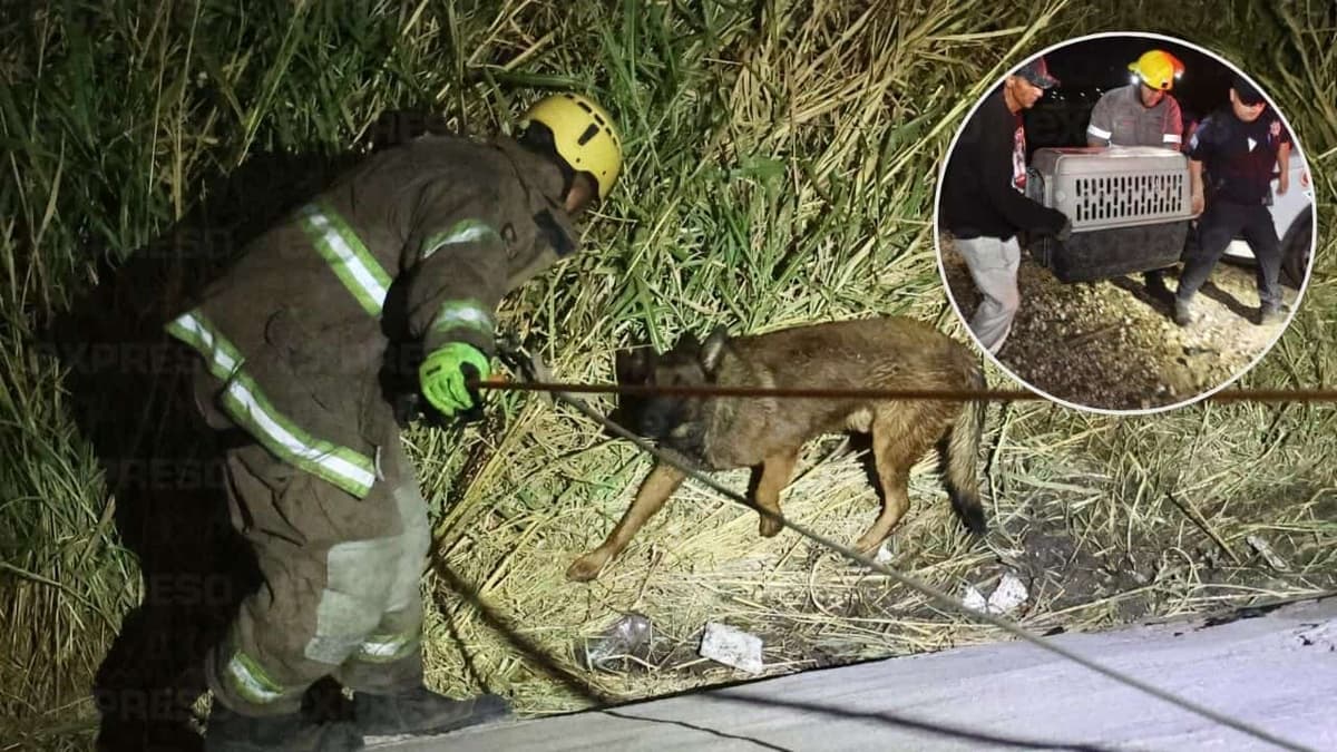 Salvan a un perrito atrapado en un desagüe en Hermosillo, Sonora