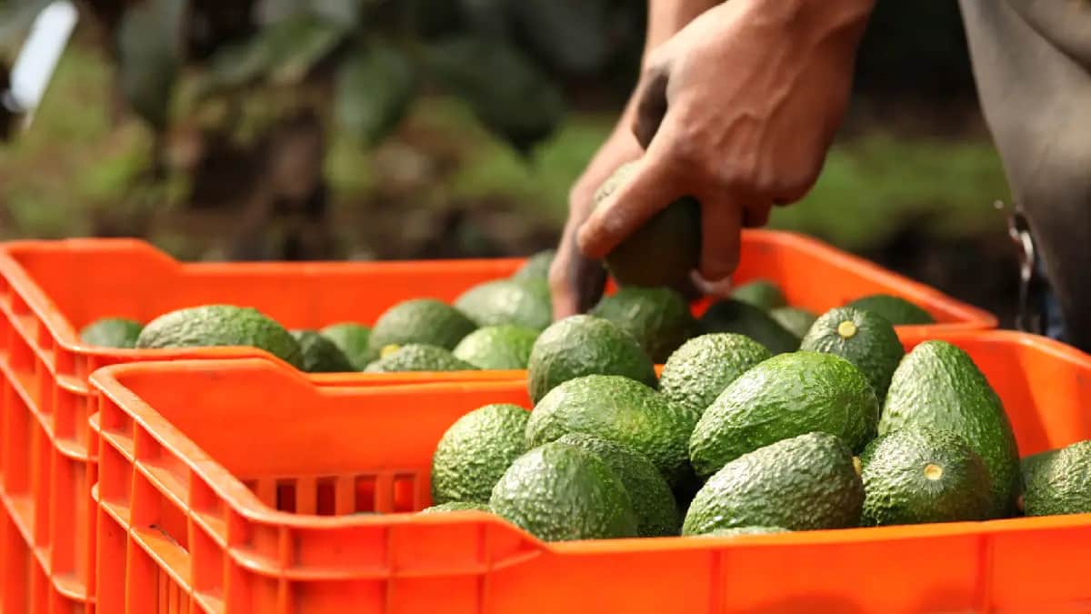 Detienen a mujer por presuntamente asesinar a un hombre que vendía aguacates en Michoacán