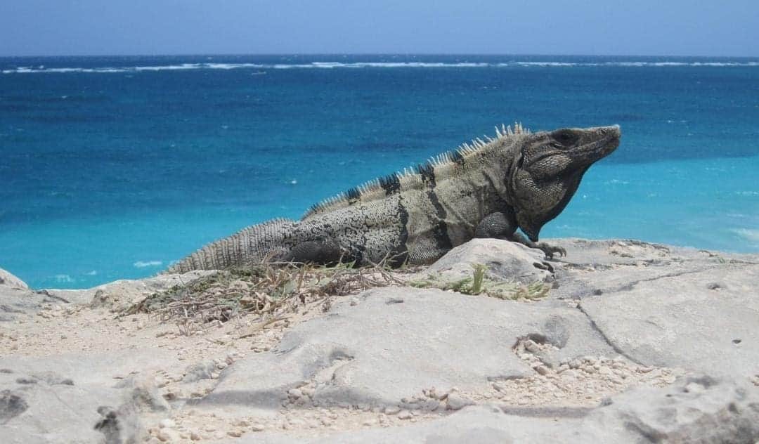Tras protestas y bloqueos, confirman autoridades libre acceso en zona sur a las playas de Tulum