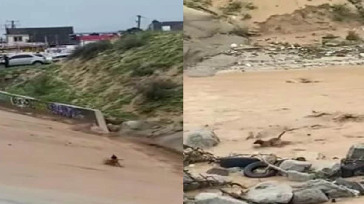 Video: Perrito se salva de ser arrastrado por la corriente en Baja California