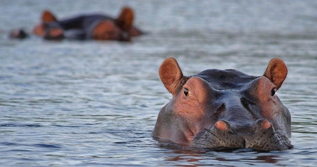 Desaparecen 11 personas tras ataque de hipopótamo a balsa en Costa de Marfil
