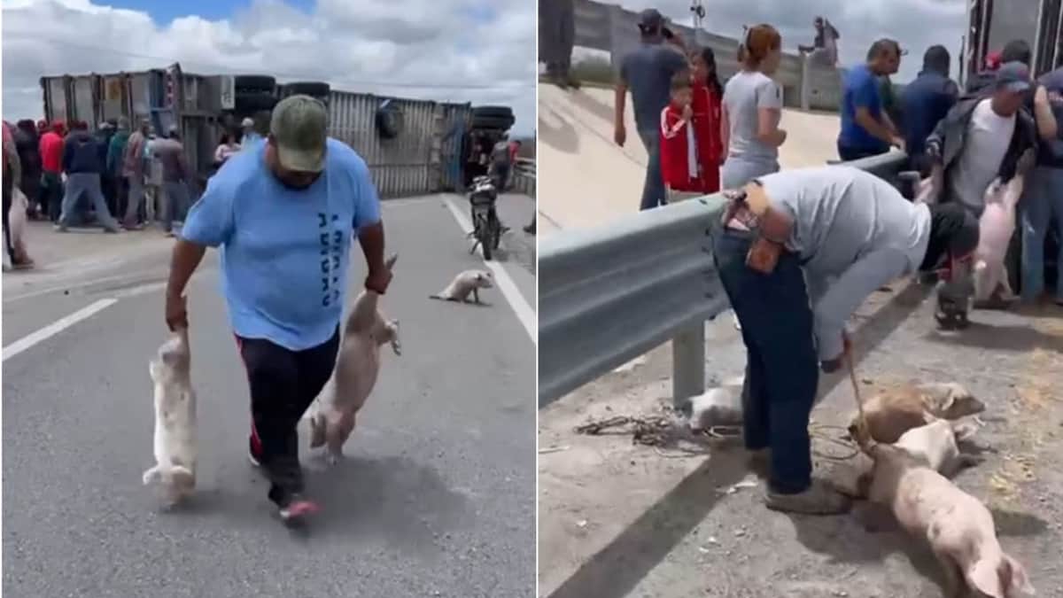 Video: Habitantes de San Luis Potosí inician la rapiña tras volcadura de tráiler que llevaba cerditos