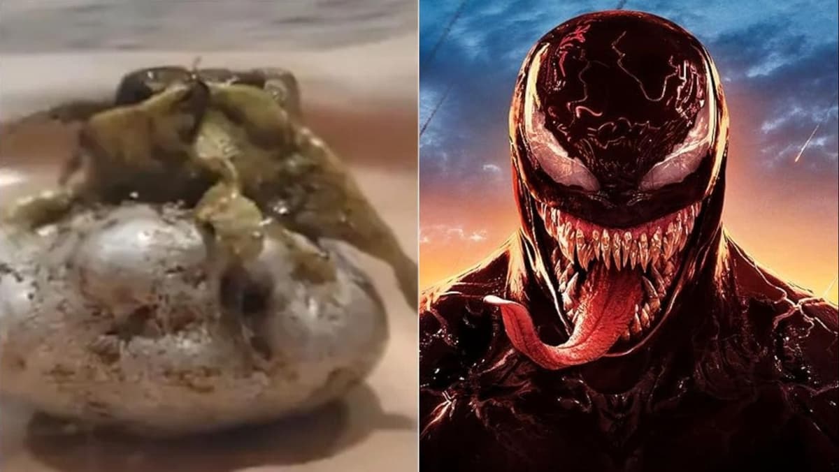 Video: Aparece misteriosa criatura en Panamá; desata comparaciones con Venom