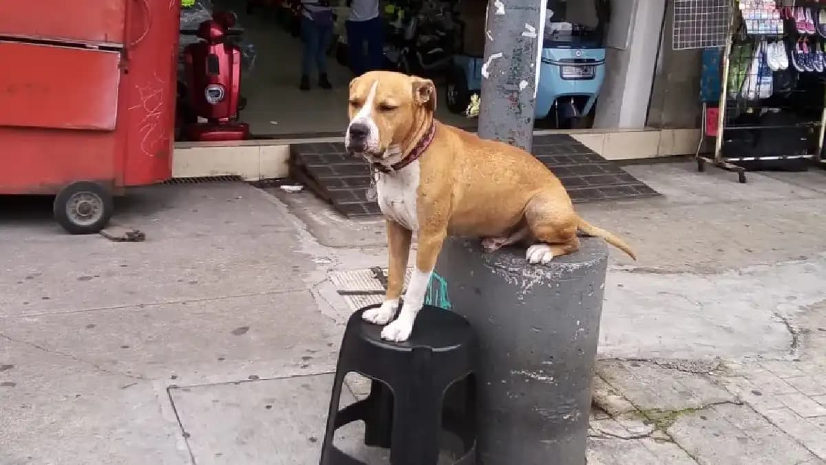 Perrito es asesinado a puñaladas en la alcaldía Venustiano Carranza, Cdmx