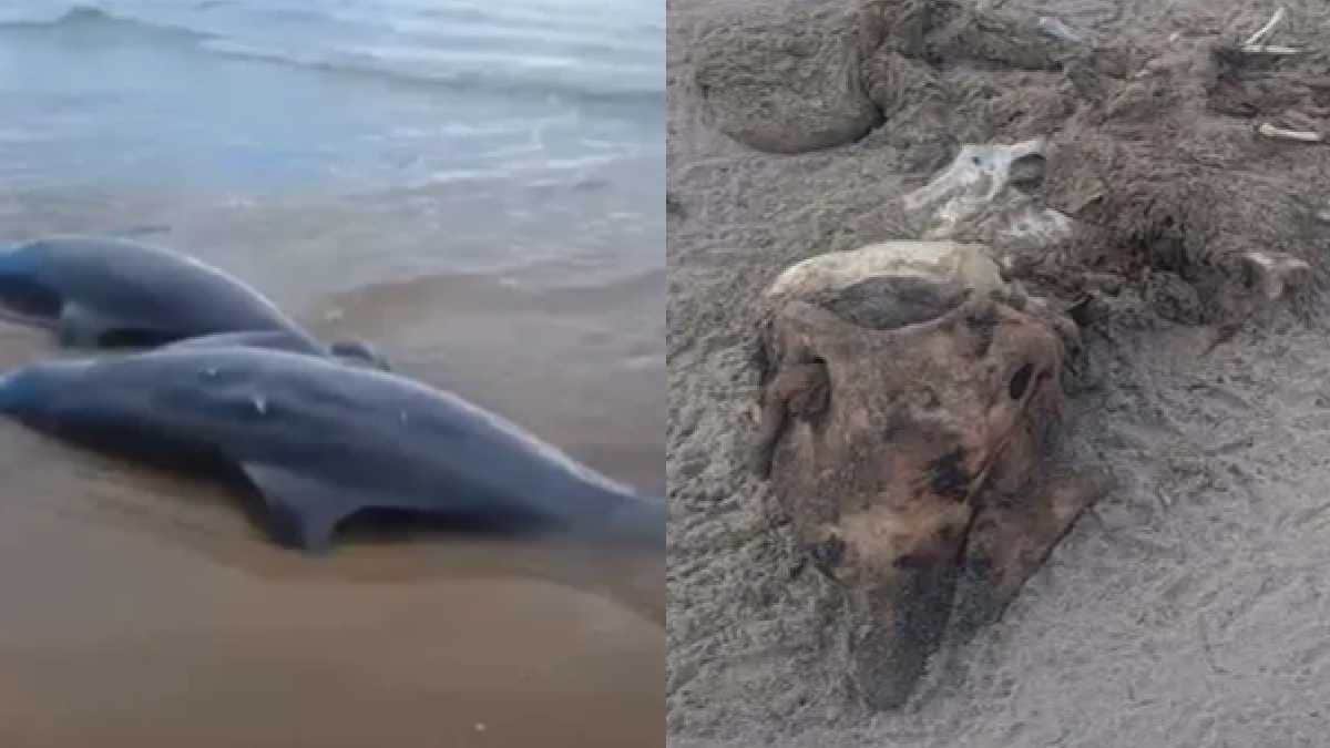 Video: Denuncian que 23 delfines fueron sacrificados para cazar tiburones en Matamoros, Tamaulipas